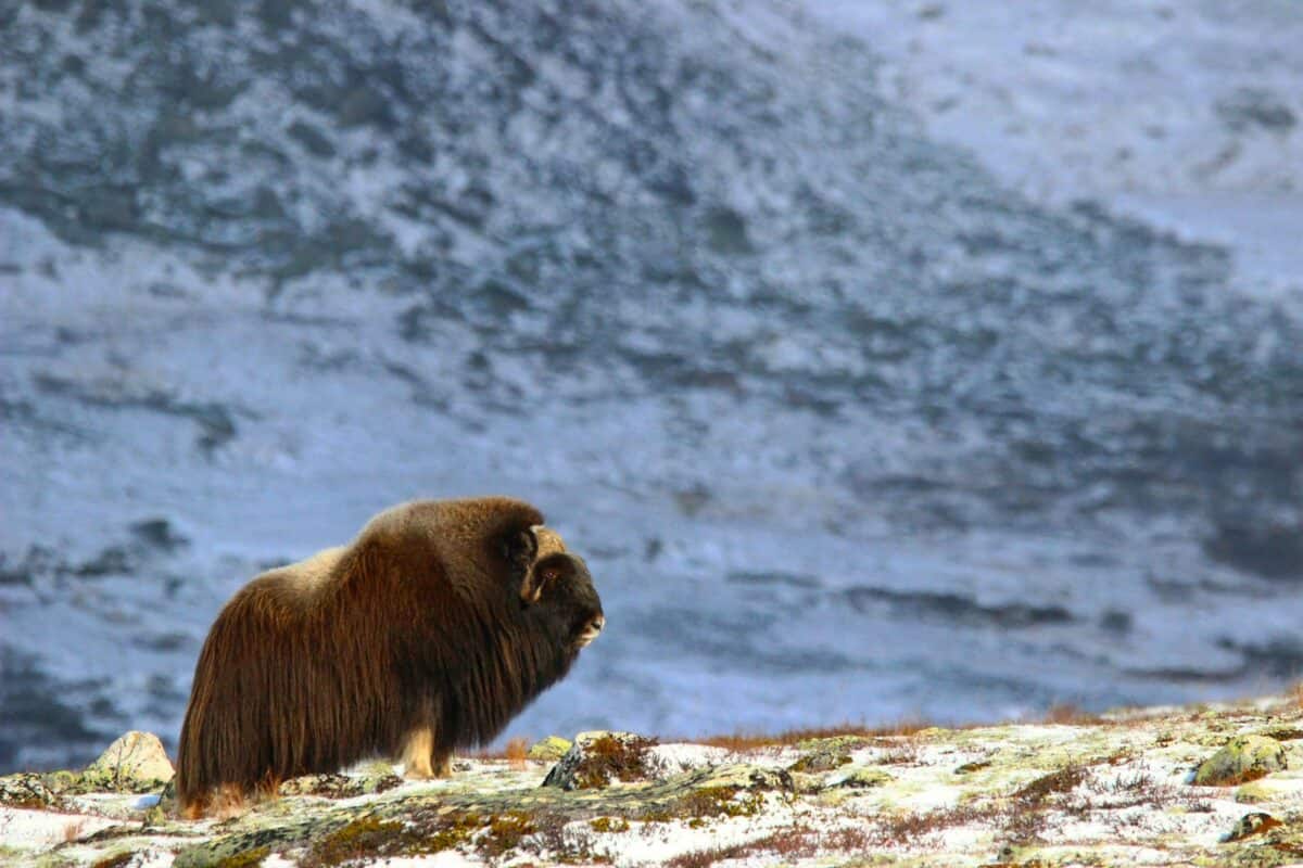 a brown bear standing on top of a snow covered hillside
