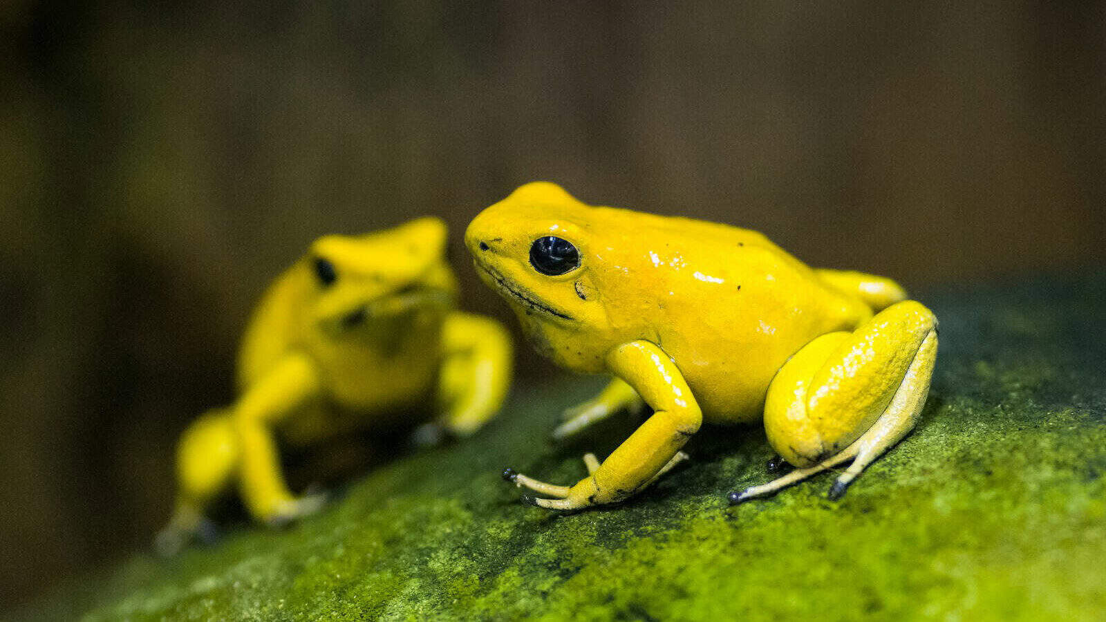 a couple of yellow frogs sitting on top of a green leaf