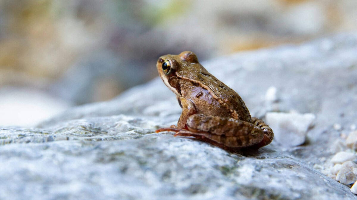 closeup photography of frog on stone