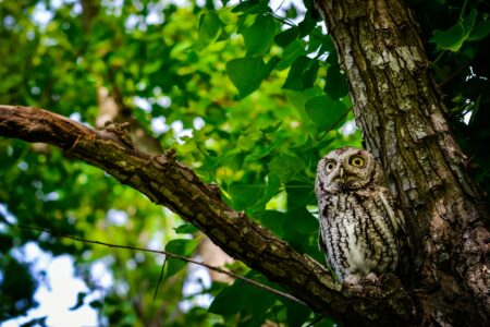 Why Some Owls Don&rsquo;t Hoot And What It Means for the Species