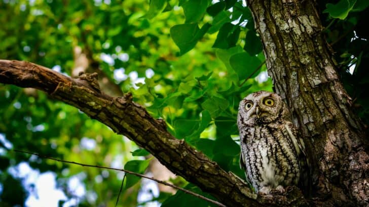 Why Some Owls Don&rsquo;t Hoot And What It Means for the Species