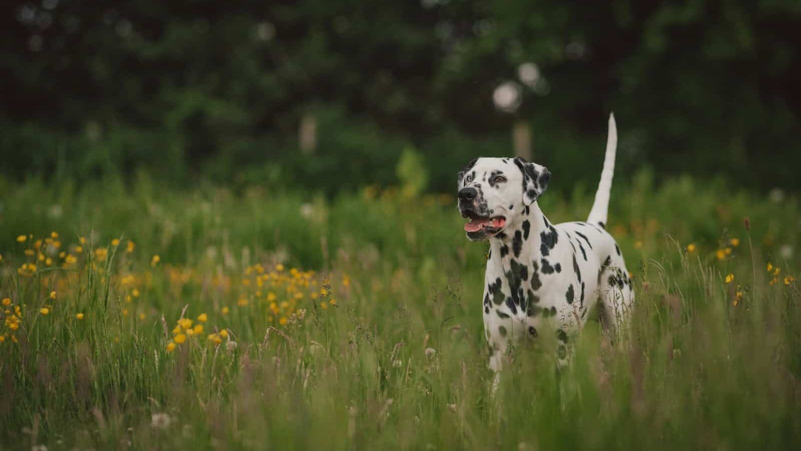 Dalmatian dog on green grass field
