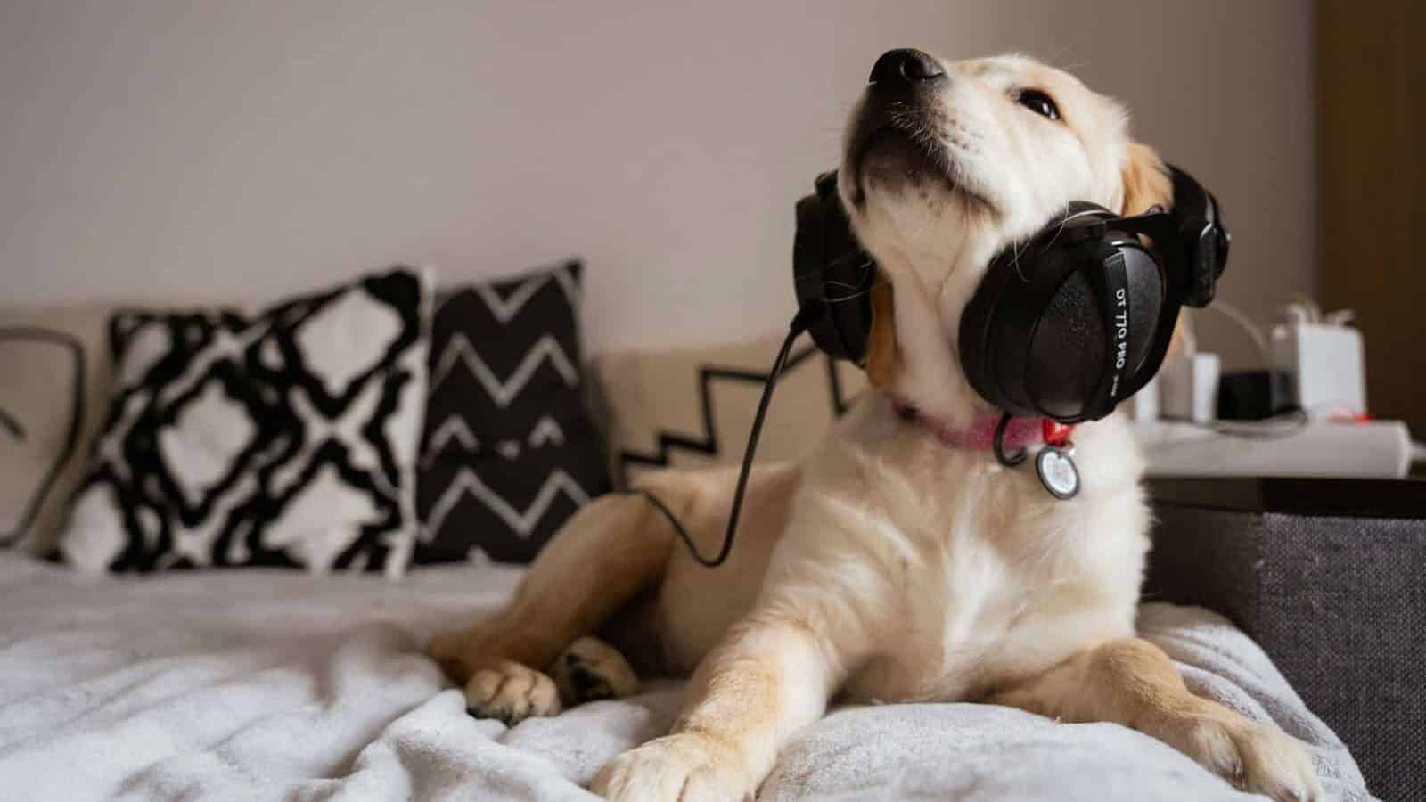 a dog laying on a bed wearing headphones
