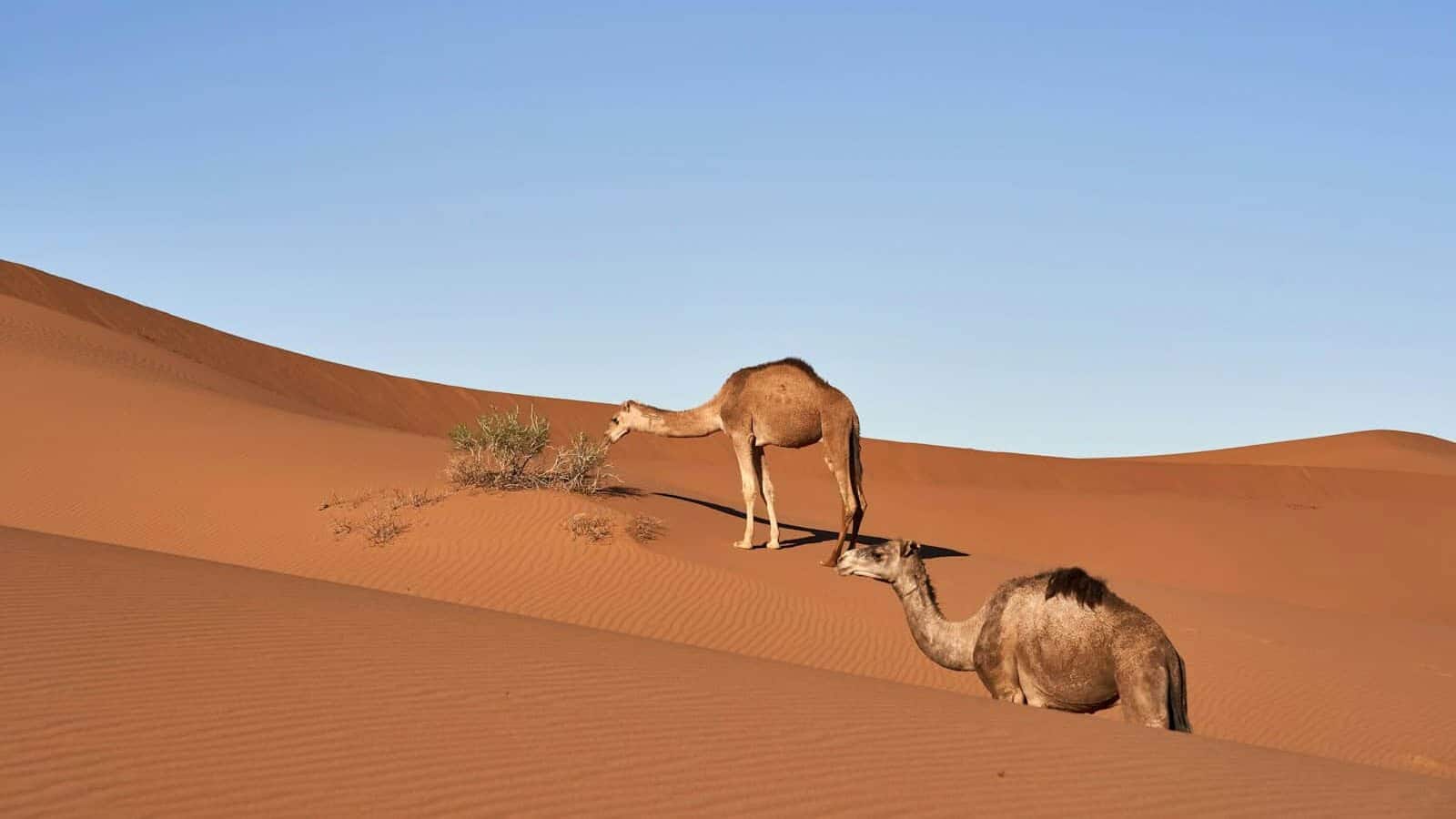 Camels roam the desert dunes under a blue sky.