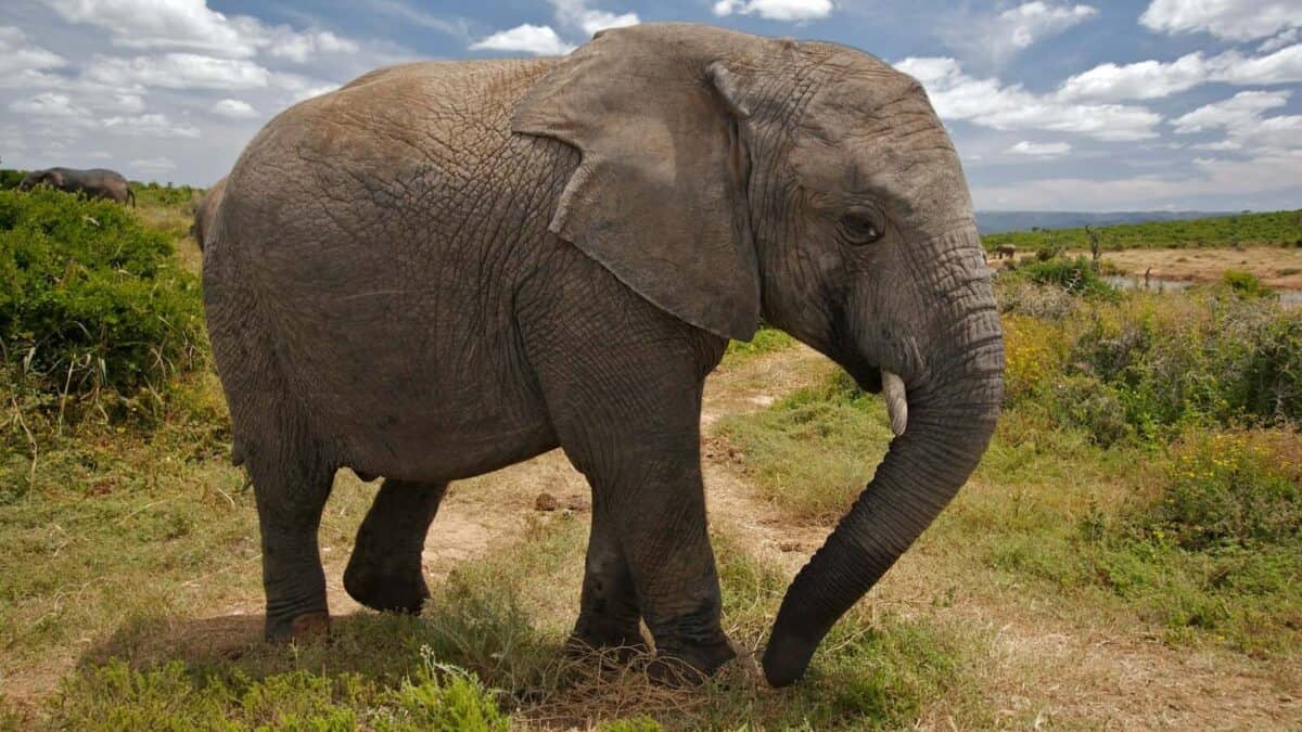 elephant