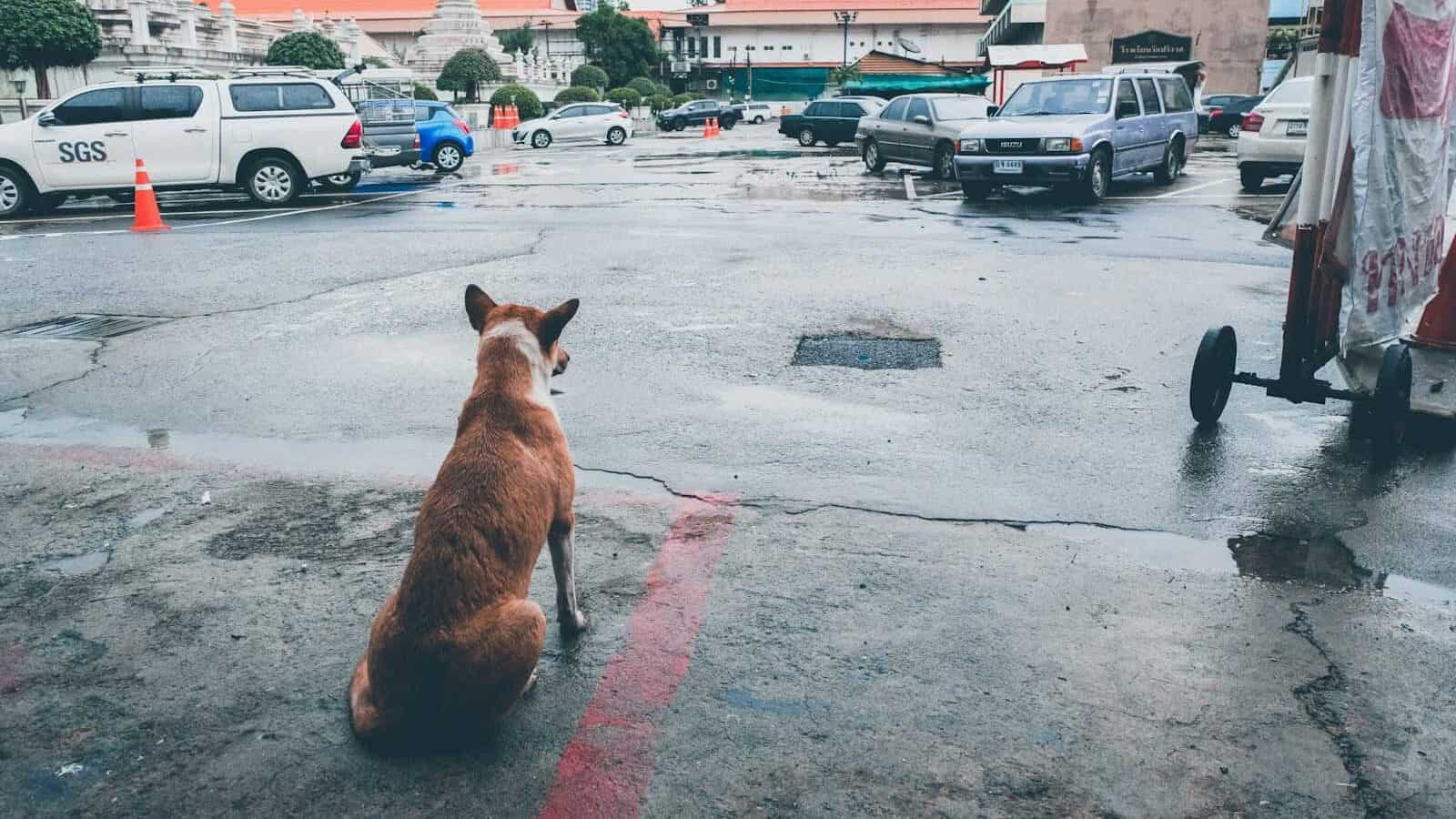 brown dog sitting and facing vehicles during daytime