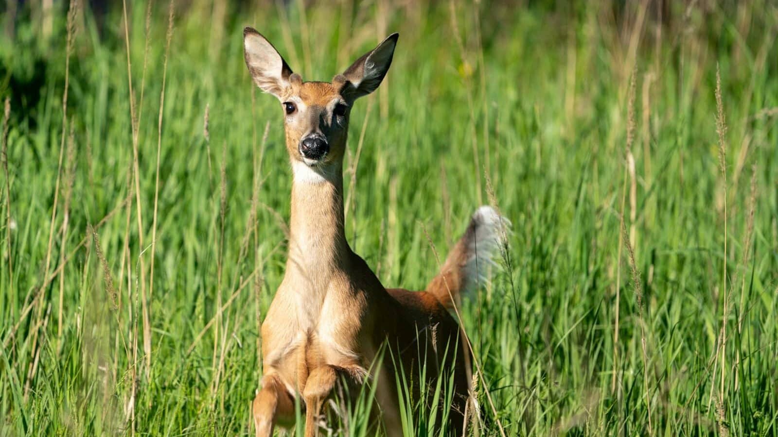 brown deer on green grass field during daytime