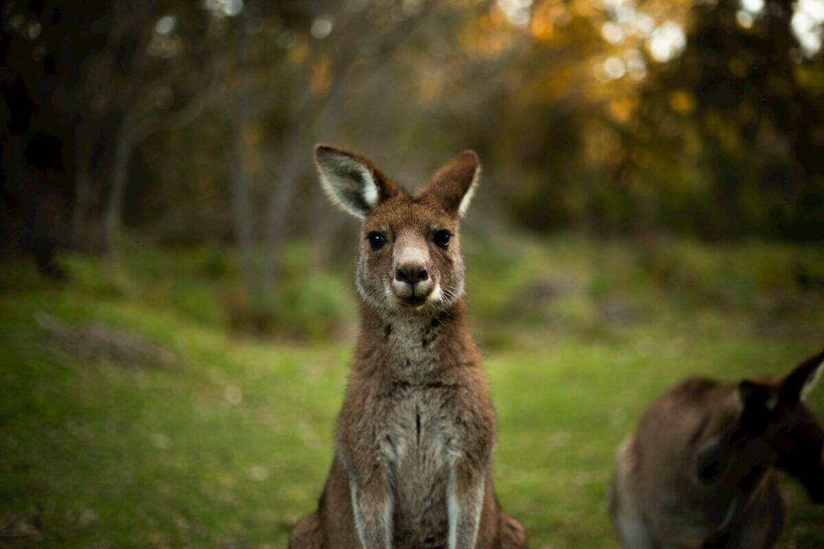 brown kangaroo on green grass field during daytime