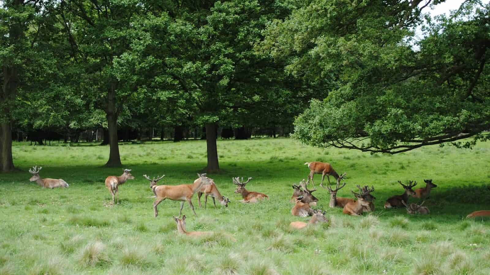 herd of deer on green grass field during daytime