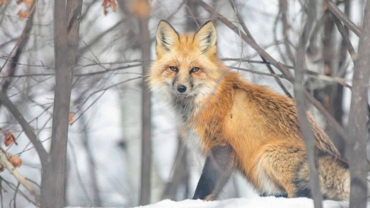 brown fox