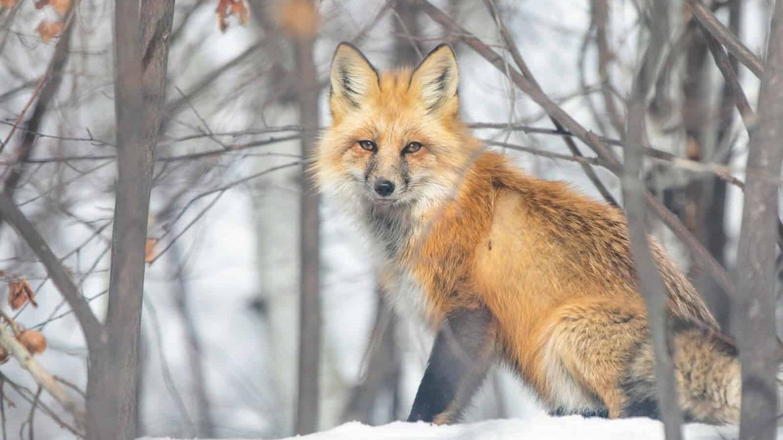brown fox