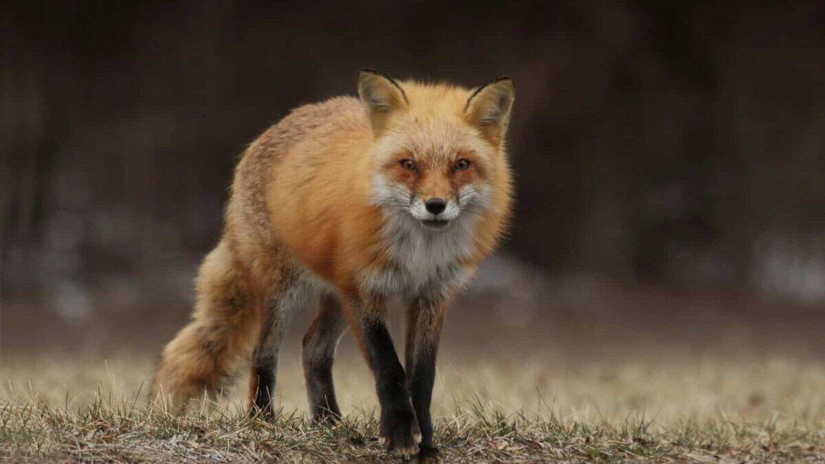 red fox