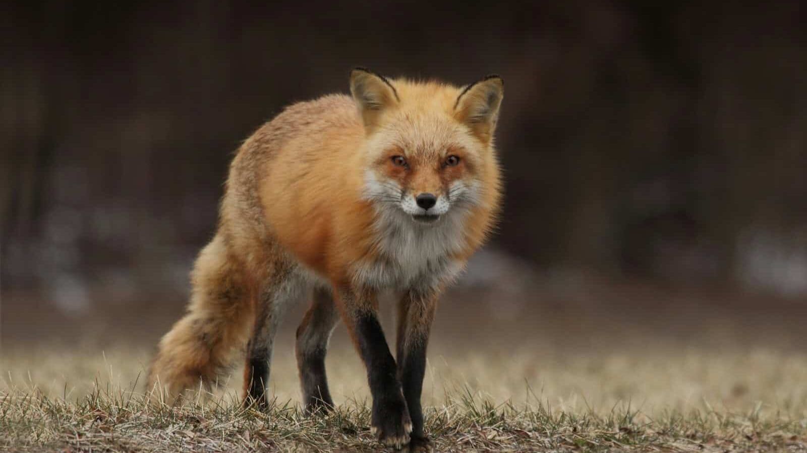 red fox