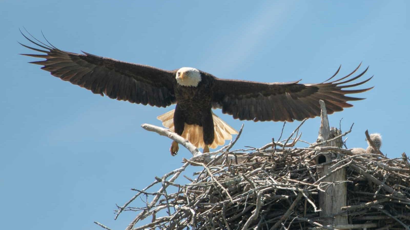 Eagle soaring near nest