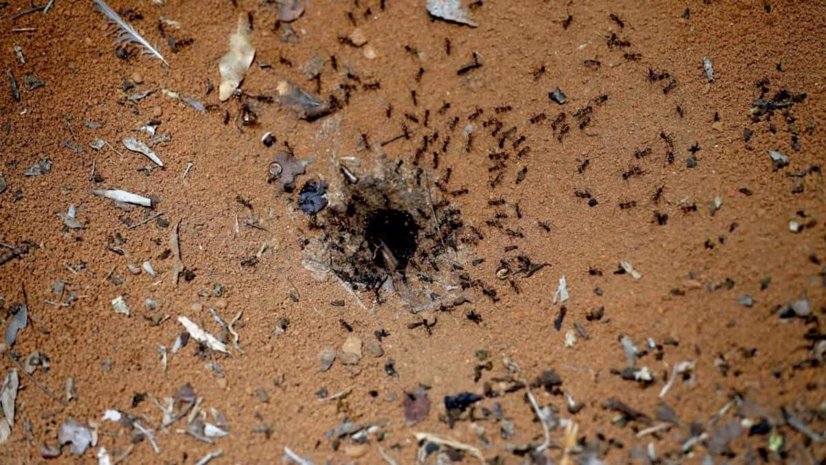 feathers and ants photo