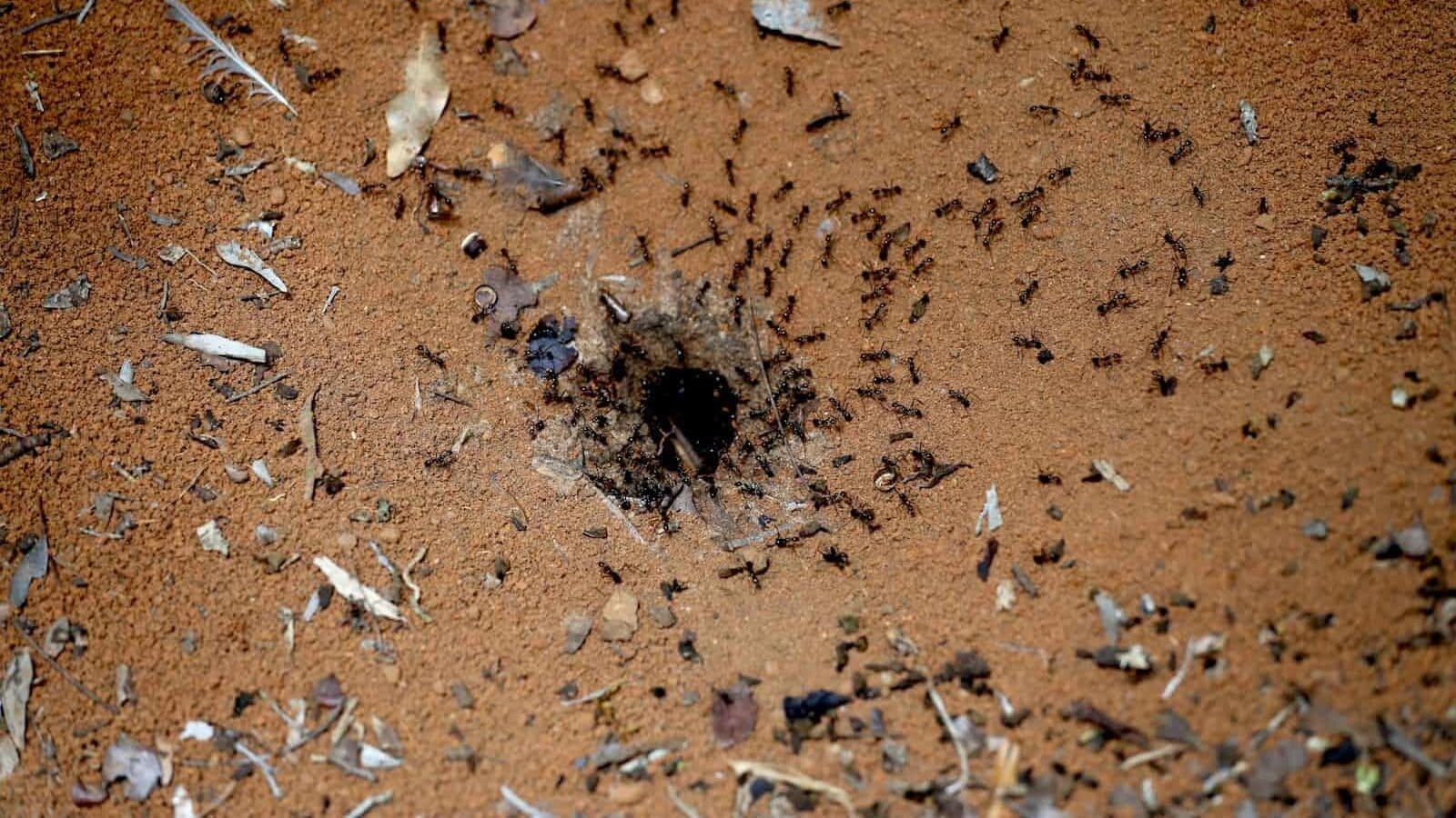 feathers and ants photo