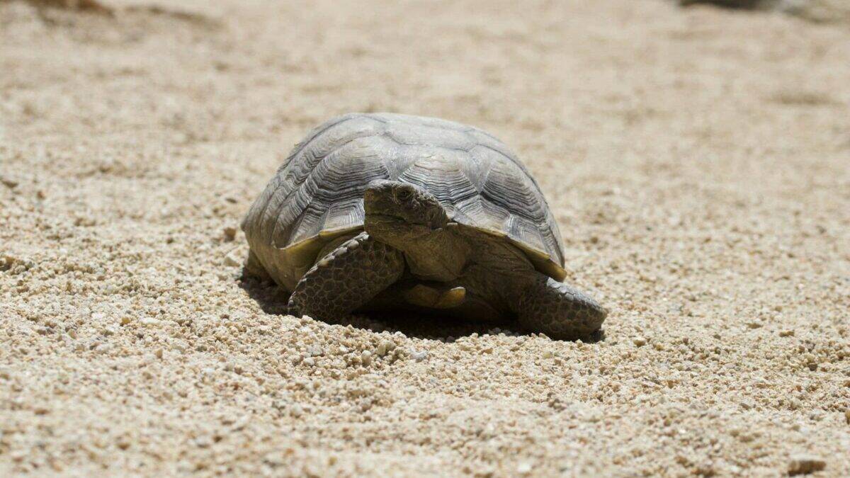 a small turtle is sitting in the sand