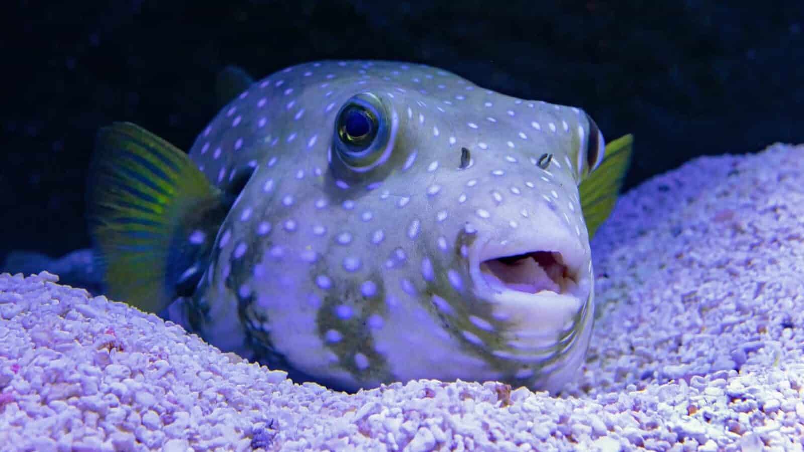 pufferfish in captivity