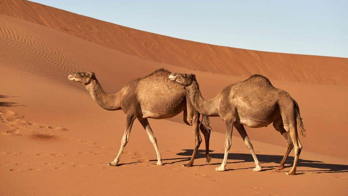 brown camels on desert during daytime