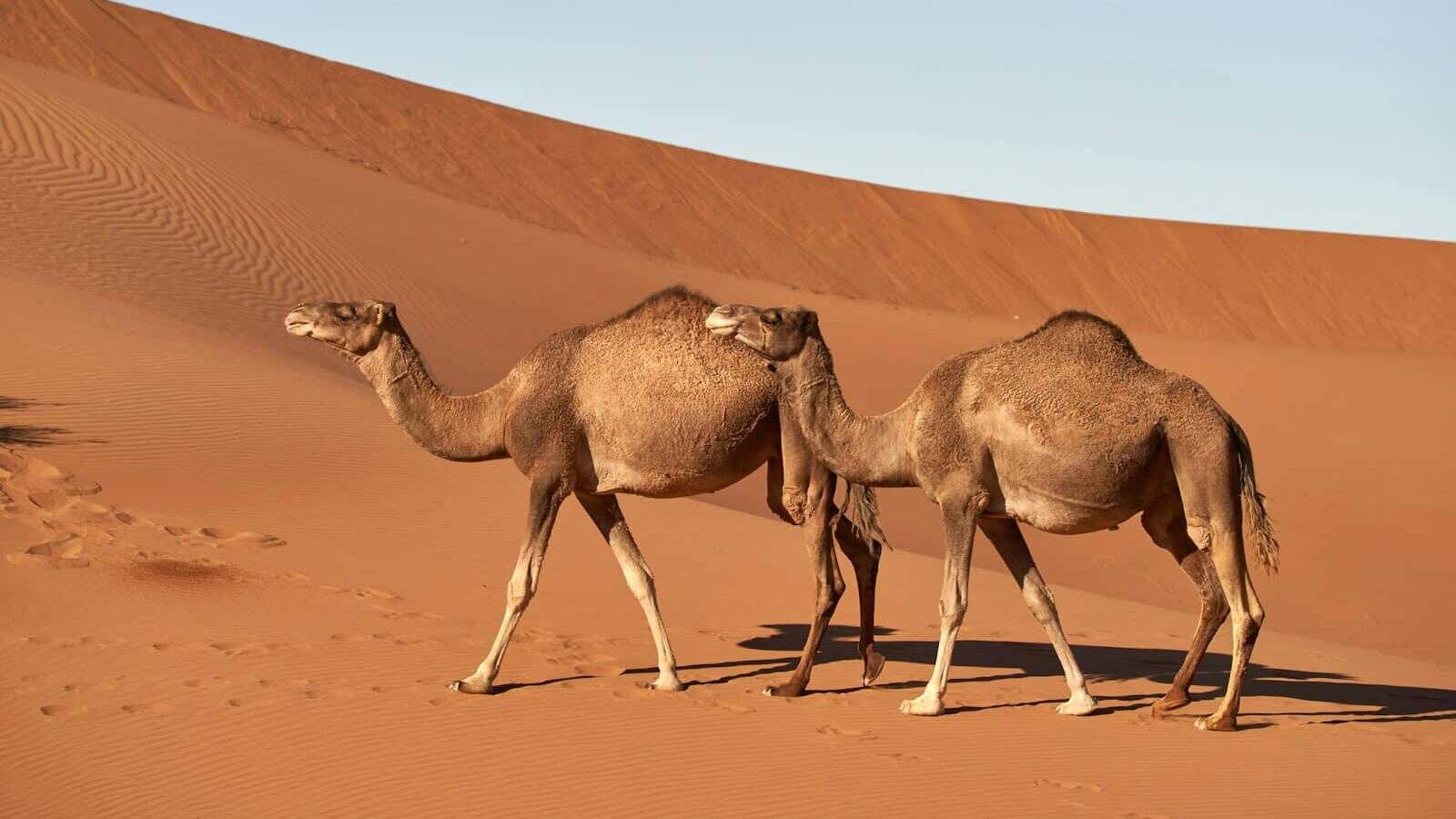 brown camels on desert during daytime