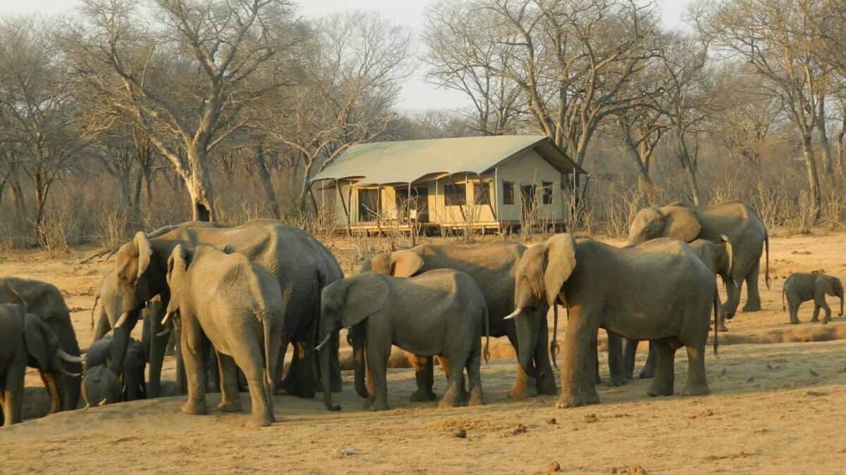 group of elephant walking on brown dirt during daytime