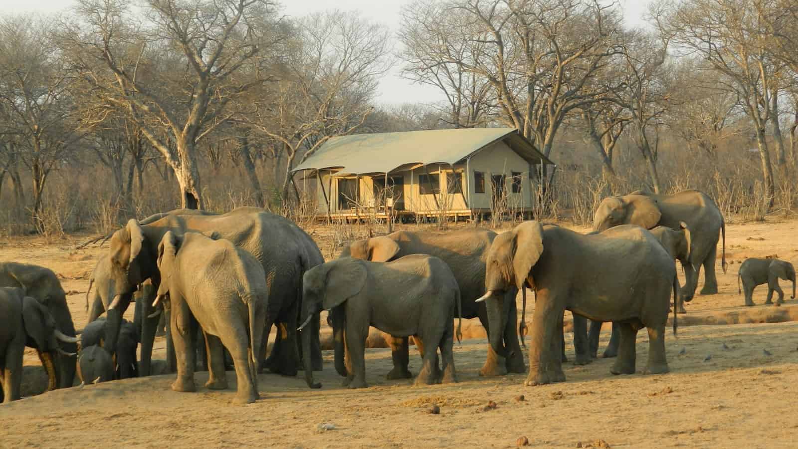 group of elephant walking on brown dirt during daytime