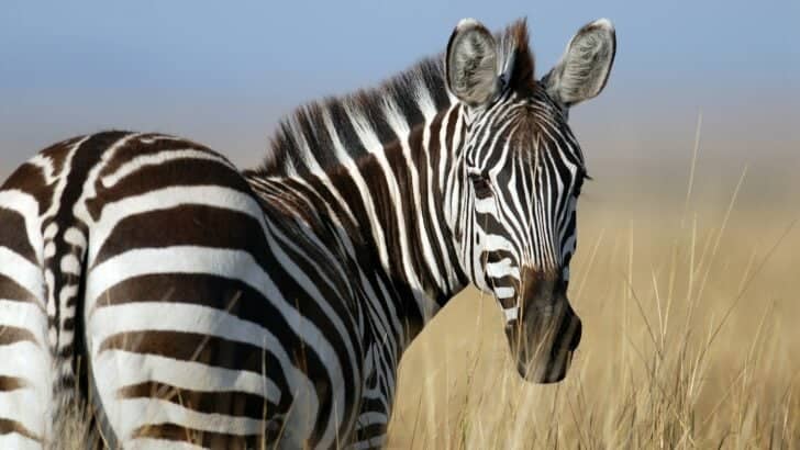 The Lifespan of a Wild Zebra&mdash;and What Threatens It
