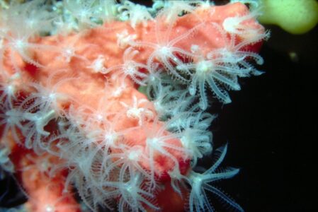 How Coral Polyps Work Together as One Super-Organism