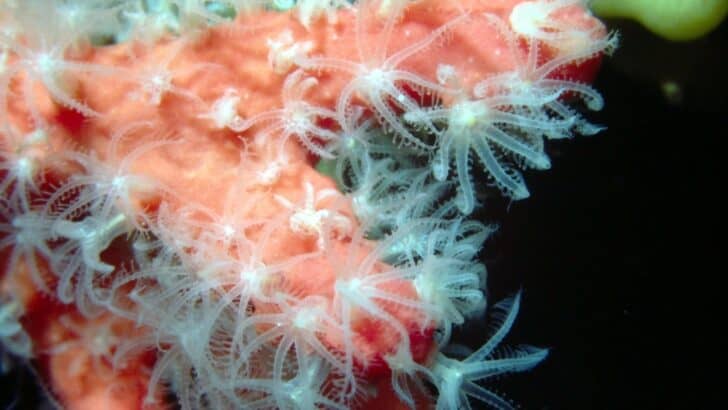 How Coral Polyps Work Together as One Super-Organism