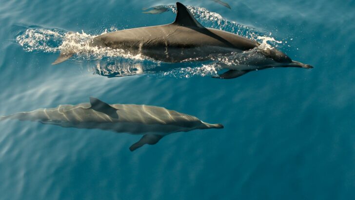 How Dolphins Teach Each Other Hunting Tricks