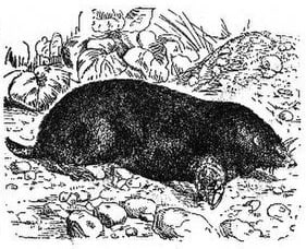 Marsupial Mole