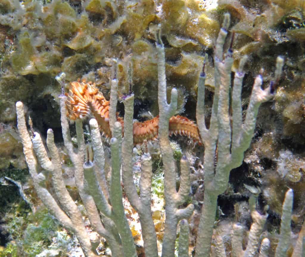 Bristle worm