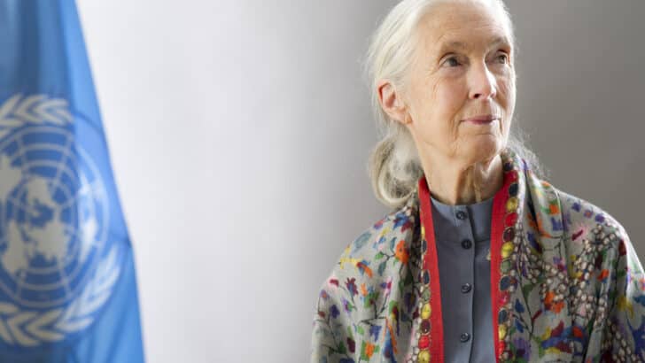 How Jane Goodall Forever Changed How We See Chimps