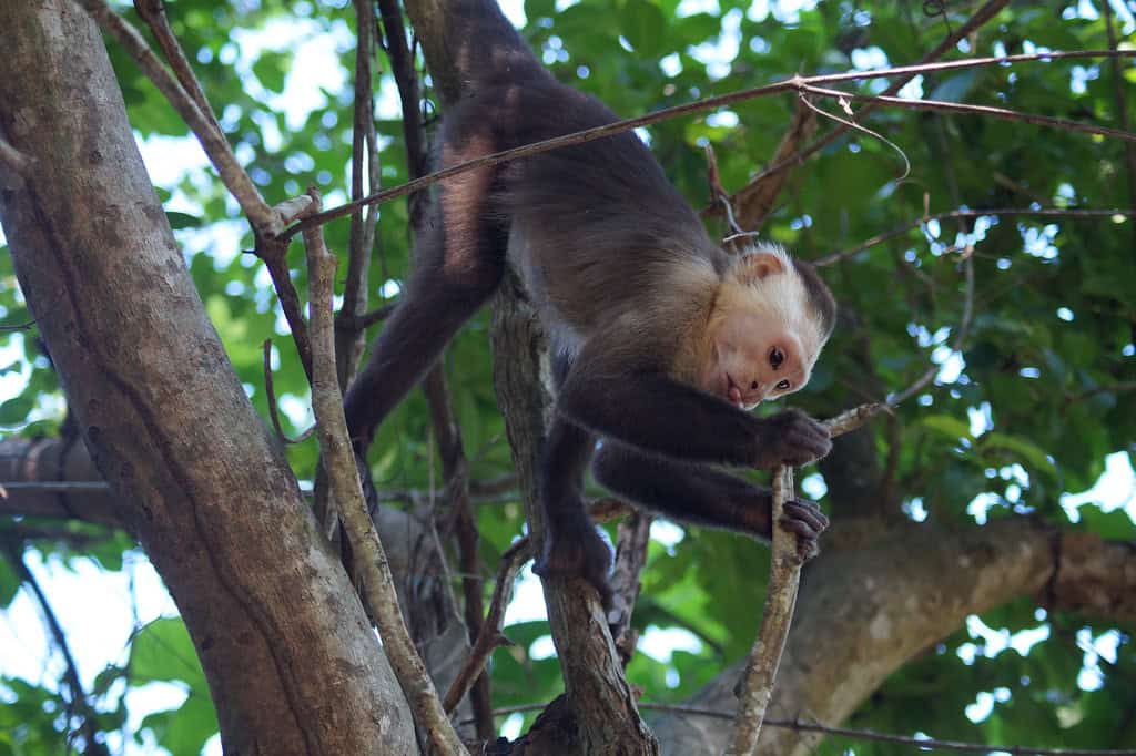 Monkeys playing