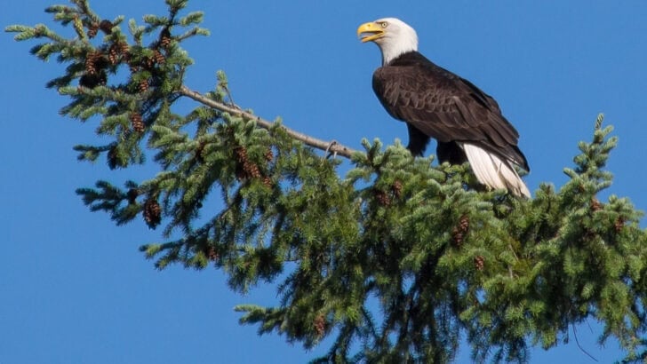 The Comeback of the Bald Eagle: What Made It Work