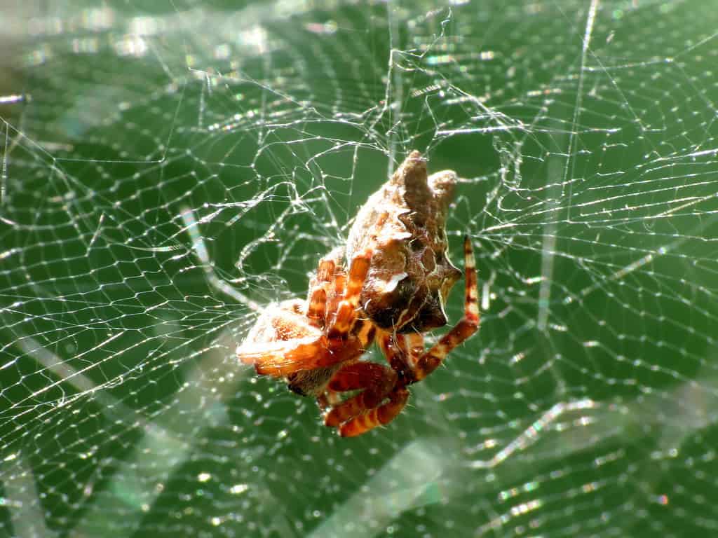 Tropical Tent-web Spider