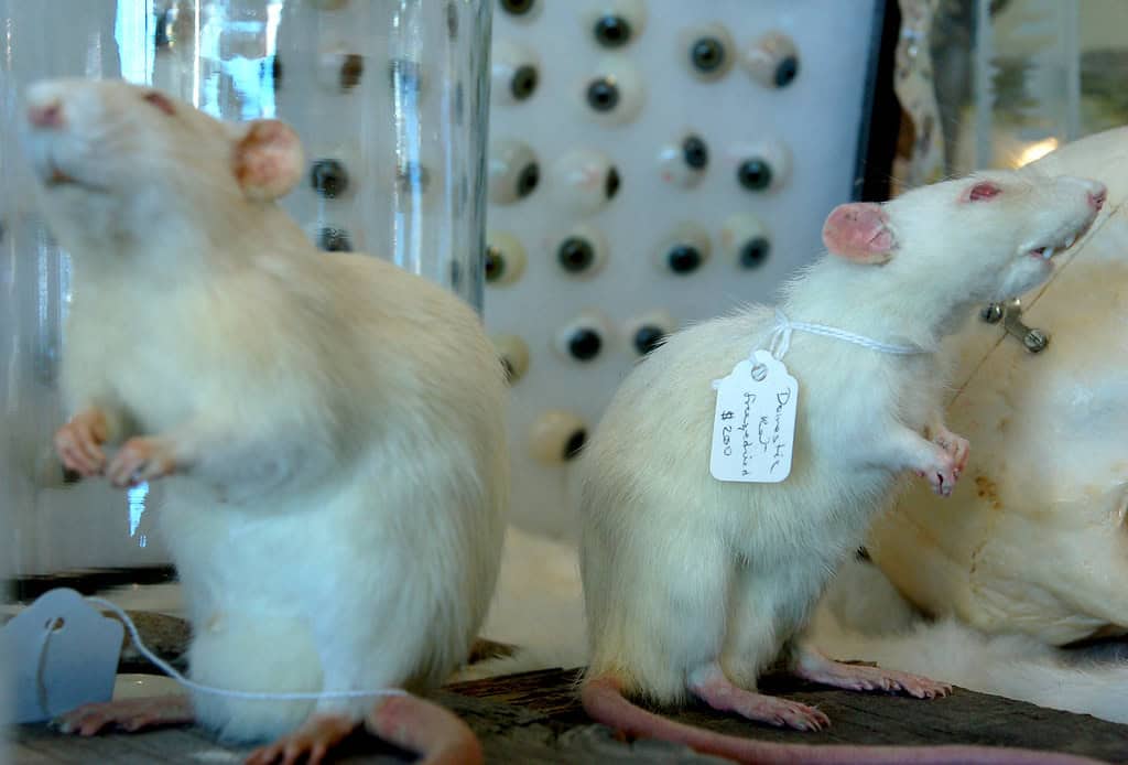 Lab rats