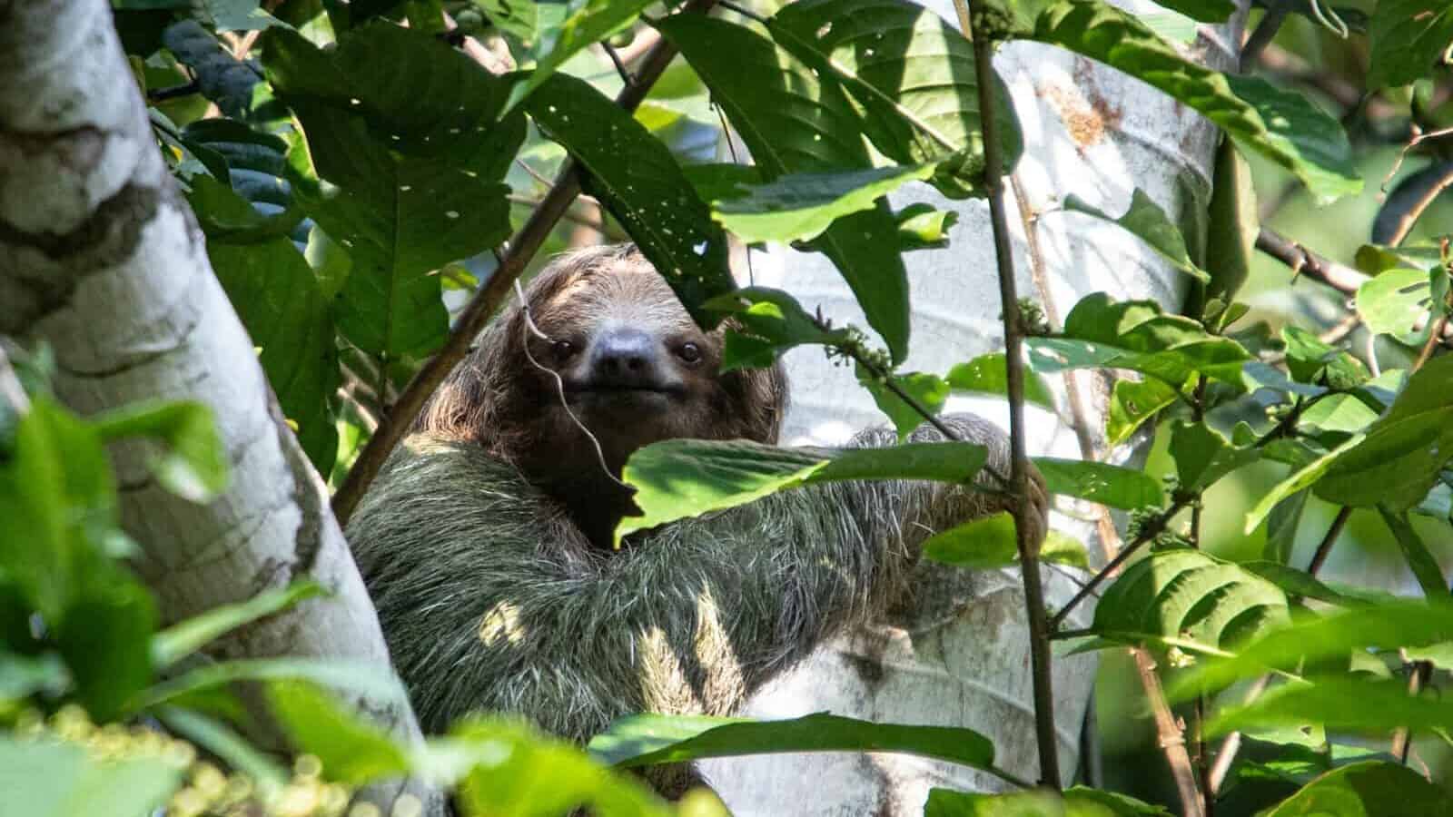 a sloth hanging from a tree in a forest