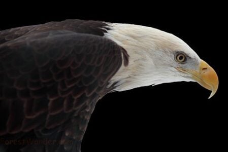 10 Myths About Bald Eagles Busted by Experts (And 4 Proven True)