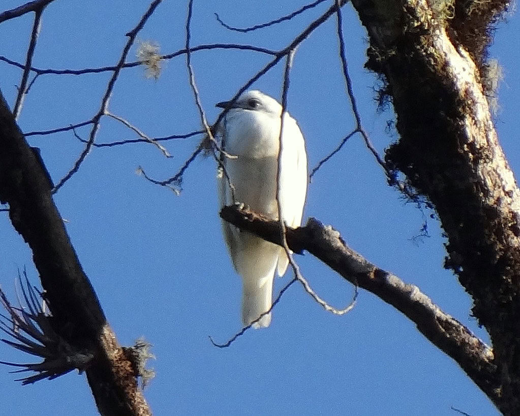 white bellbird
