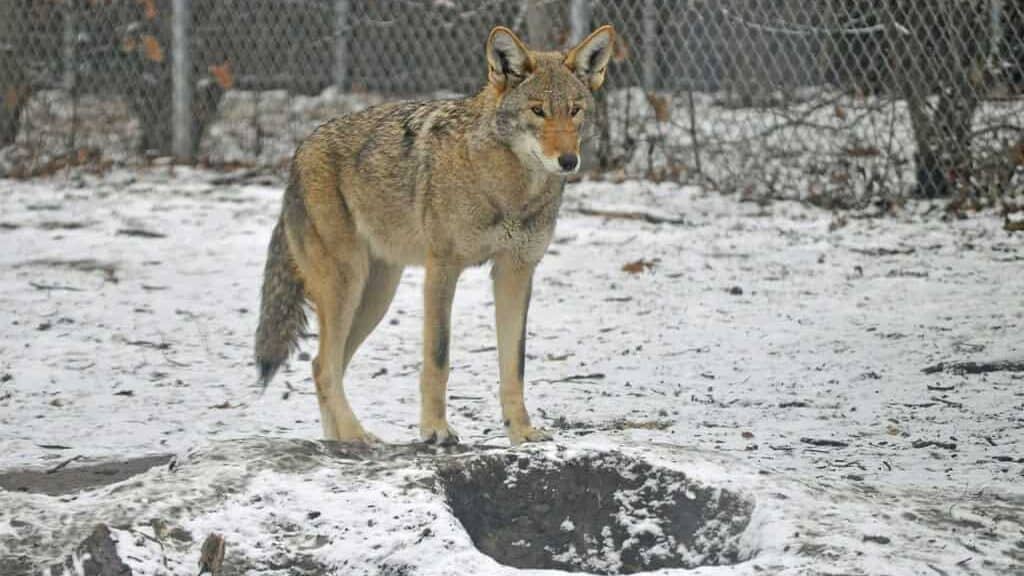 Red wolf.