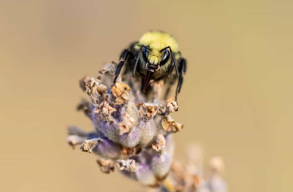 Yellow-Faced Bumble Bee