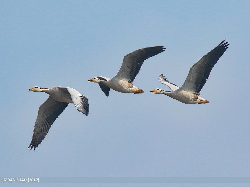 bar-headed goose