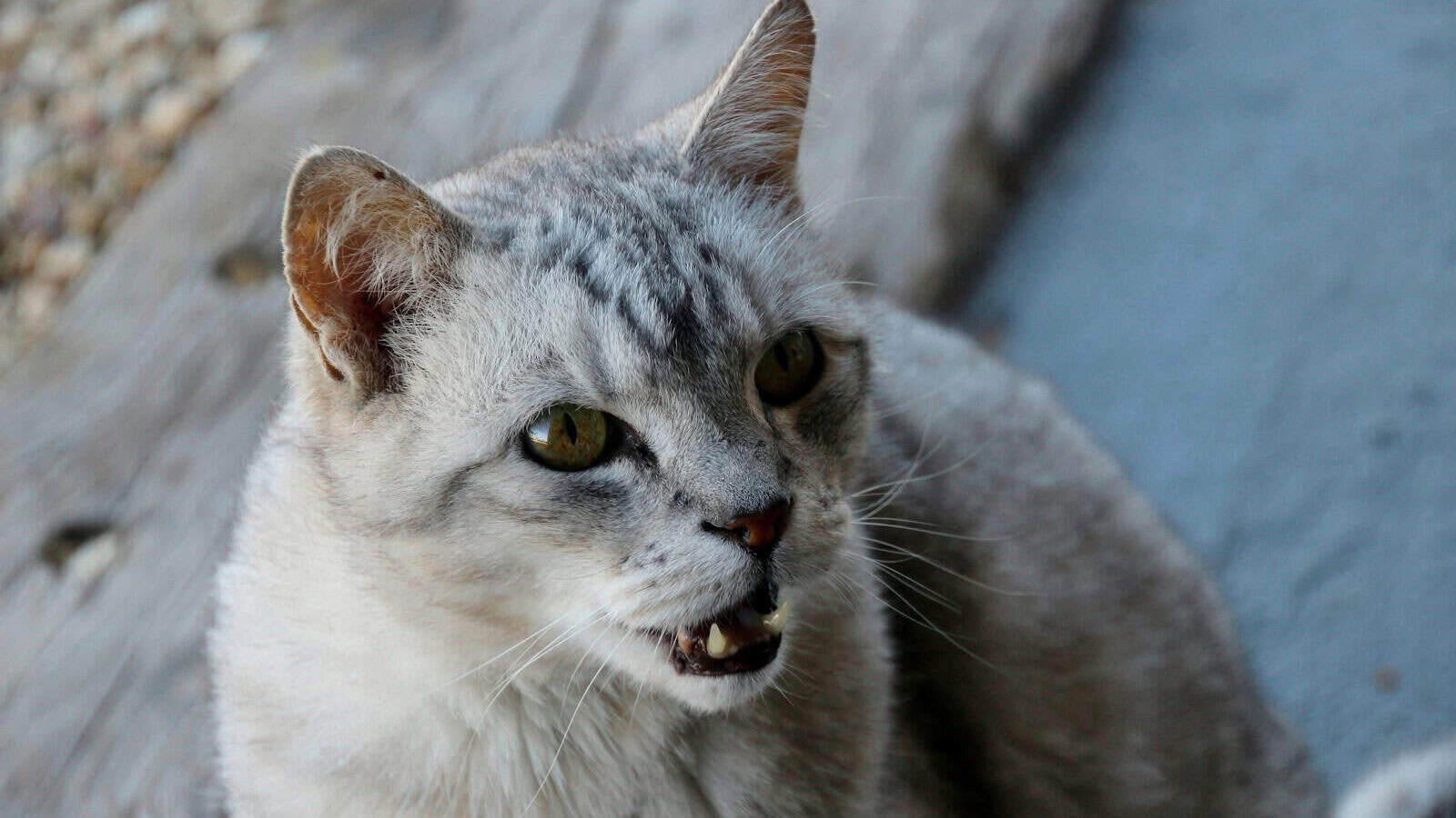 white and gray cat on brown wooden surface