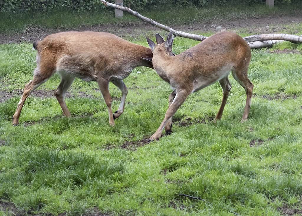 Sitka black tail deer