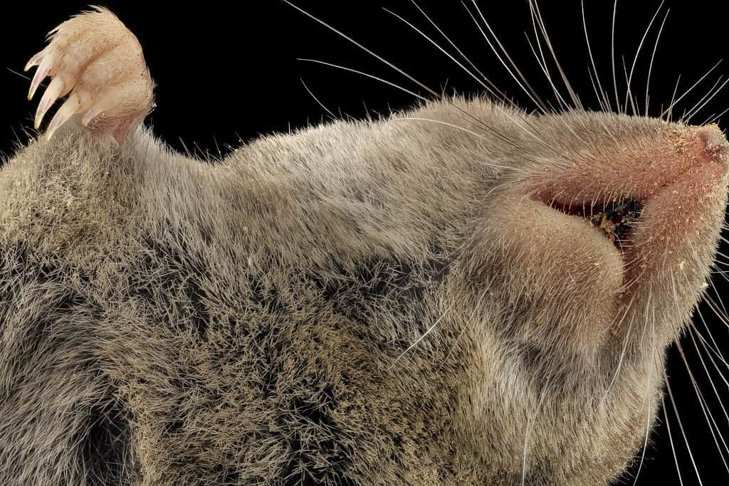 Short-tailed Shrew