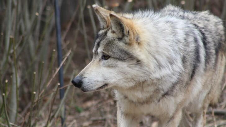 Where to See Wolves in the Wild Without Leaving the States