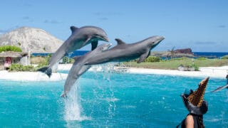 Dolphin Show