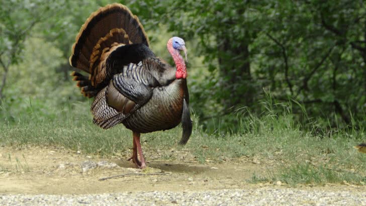 Where to Spot Wild Turkeys Roaming Freely