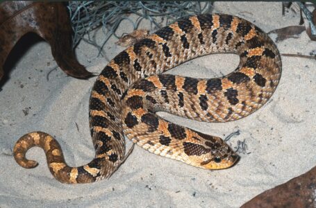 How Far Can a Snake Strike? Understanding Strike Range